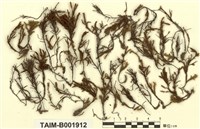 藏品(美國萬年苔)的圖片